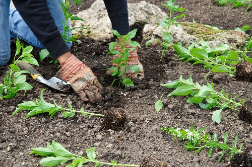 Thriving garden maintained by Gardeners Holborn